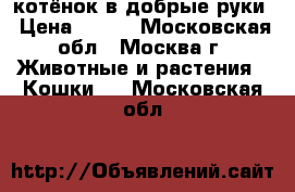 котёнок в добрые руки › Цена ­ 500 - Московская обл., Москва г. Животные и растения » Кошки   . Московская обл.